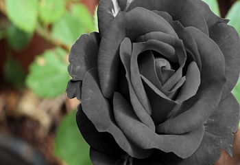 В Турции расцвели черные розы