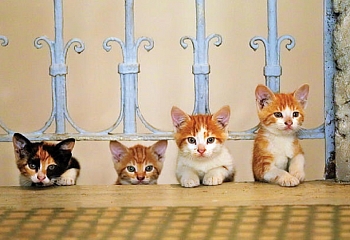 В Анталии ждут всех любителей кошек