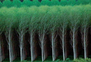 7 миллиардов деревьев: Турция решила позаботиться о каждом жителе Земли
