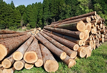 В Турции закупают украинский лес