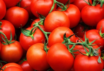 Турецкие помидоры появятся в России уже в начале зимы