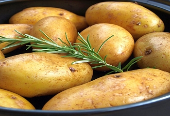 В Турции будут выращивать новые сорта картофеля