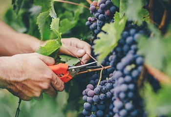 В Турции вырос экспорт винограда