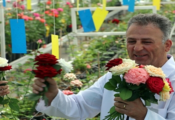 В Турции вывели новый сорт розы