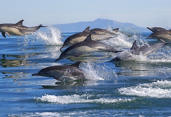 Дельфинов в море, собак в намордники: в Турции готовят новый закон