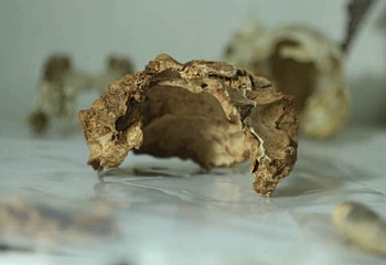 В Турции найдены черепа животных, живших 16 тыс лет назад