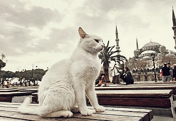 В Стамбуле чипируют бездомных животных