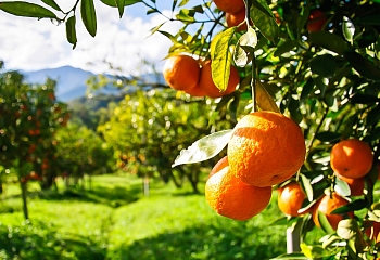 Алания: апельсиновый сад у больницы