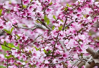 Завтра в Турции отмечают цветение миндаля
