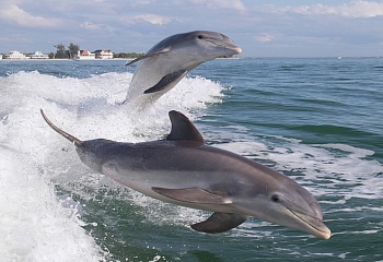 Ученые Турции на защите дельфинов
