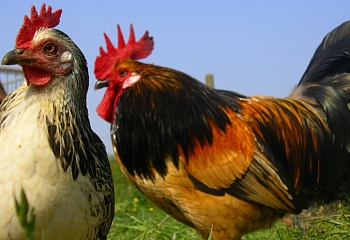 Турецкие курицы помогают экономике страны изо всех сил