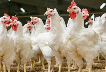 В Турции курицы побили все рекорды